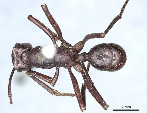Rhytidoponera cristata specimen CASENT0915923 image casent0915923_1