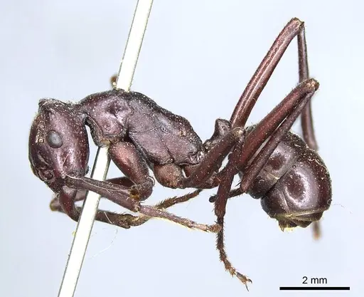 Rhytidoponera cristata specimen CASENT0915923 image casent0915923_3