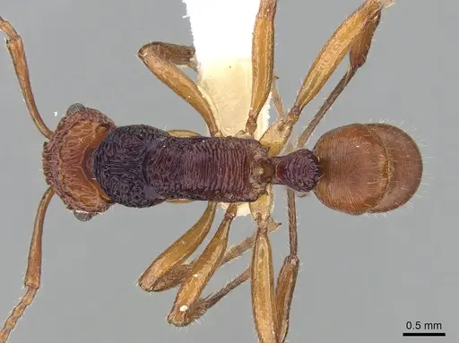 Rhytidoponera croesus specimen CASENT0281242 image casent0281242_1