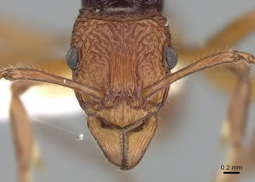 Rhytidoponera croesus specimen CASENT0281242 image casent0281242_2