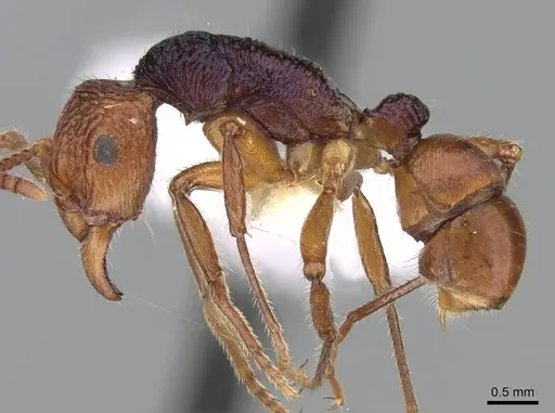 Rhytidoponera croesus specimen CASENT0281242 image casent0281242_3