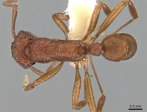 Rhytidoponera croesus specimen CASENT0281243 image casent0281243_1