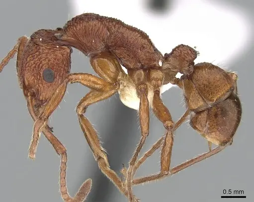 Rhytidoponera croesus specimen CASENT0281243 image casent0281243_3