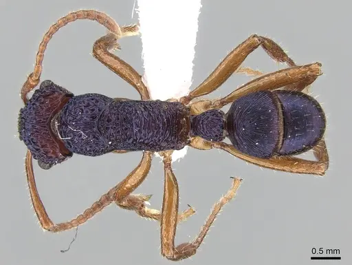 Rhytidoponera croesus specimen CASENT0281244 image casent0281244_1