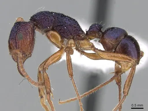 Rhytidoponera croesus specimen CASENT0281244 image casent0281244_2