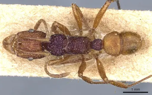 Rhytidoponera croesus specimen CASENT0903833 image casent0903833_1
