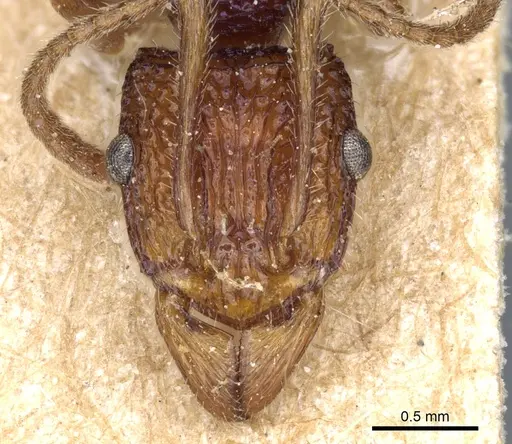 Rhytidoponera croesus specimen CASENT0903833 image casent0903833_2