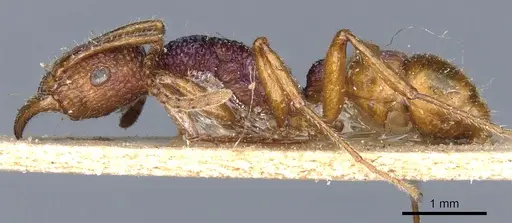 Rhytidoponera croesus specimen CASENT0903833 image casent0903833_3