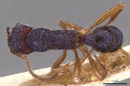 Rhytidoponera croesus specimen CASENT0915135 image casent0915135_1