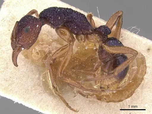 Rhytidoponera croesus specimen CASENT0915135 image casent0915135_3