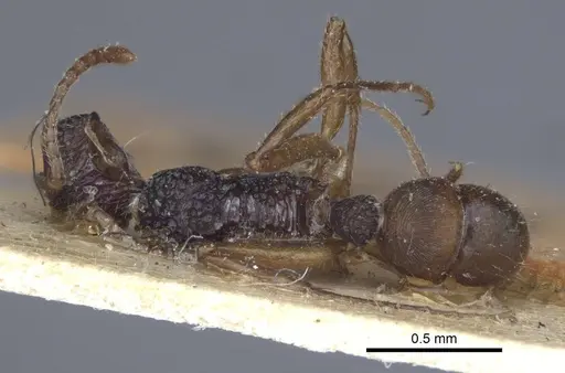 Rhytidoponera croesus specimen CASENT0916803 image casent0916803_1