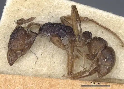 Rhytidoponera croesus specimen CASENT0916803 image casent0916803_3