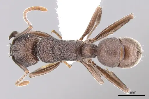 Rhytidoponera depilis specimen CASENT0281320 image casent0281320_1