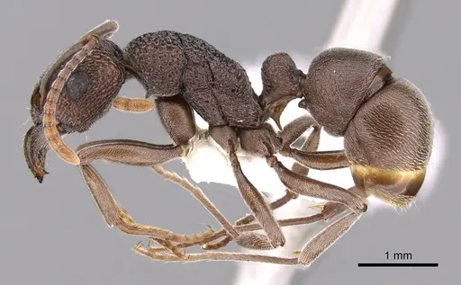 Rhytidoponera depilis specimen CASENT0281320 image casent0281320_3