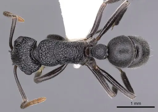 Rhytidoponera depilis specimen CASENT0900538 image casent0900538_1