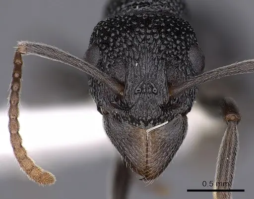 Rhytidoponera depilis specimen CASENT0900538 image casent0900538_2