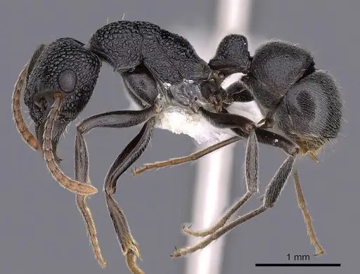 Rhytidoponera depilis specimen CASENT0900538 image casent0900538_3
