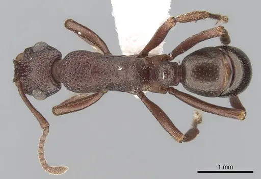 Rhytidoponera dubia specimen CASENT0281275 image casent0281275_1