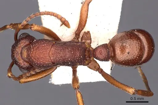 Rhytidoponera dubia specimen CASENT0900529 image casent0900529_1