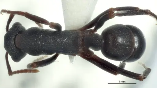 Rhytidoponera dubia specimen JDM32-002831 image jdm32-002831_1