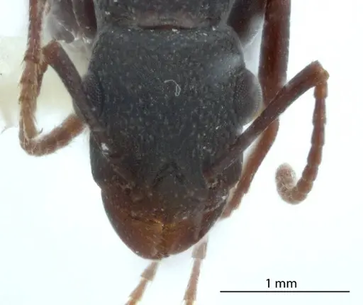 Rhytidoponera dubia specimen JDM32-002831 image jdm32-002831_2