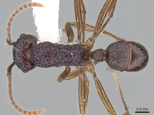 Rhytidoponera enigmatica specimen CASENT0281239 image casent0281239_1