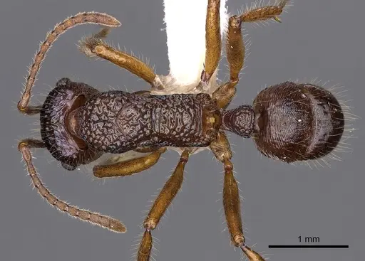Rhytidoponera enigmatica specimen CASENT0900531 image casent0900531_1