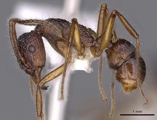 Rhytidoponera enigmatica specimen CASENT0900531 image casent0900531_3