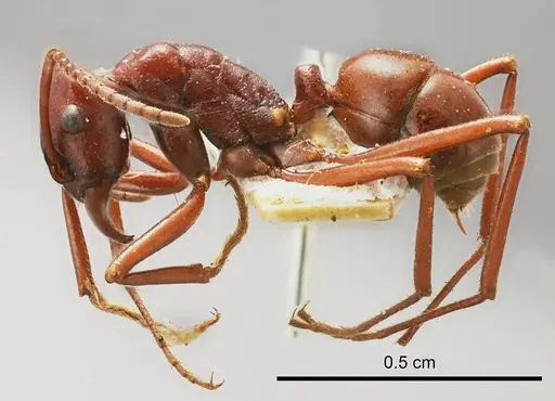 Rhytidoponera ferruginea specimen ANTWEB1008304 image antweb1008304_2