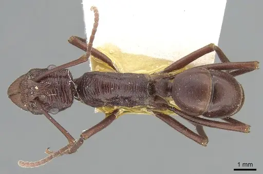Rhytidoponera ferruginea specimen CASENT0281294 image casent0281294_1
