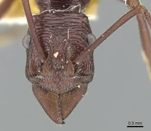 Rhytidoponera ferruginea specimen CASENT0281294 image casent0281294_2