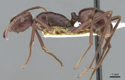 Rhytidoponera ferruginea specimen CASENT0281294 image casent0281294_3