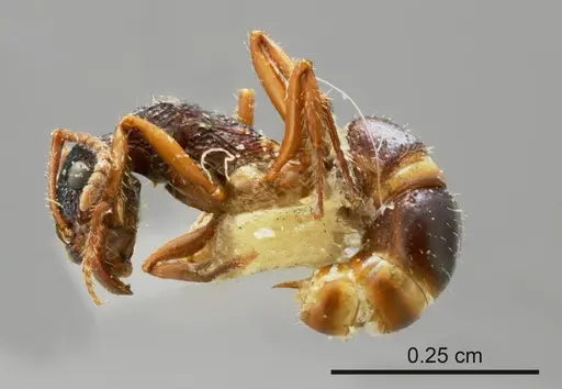 Rhytidoponera flavipes specimen ANTWEB1008155 image antweb1008155_2