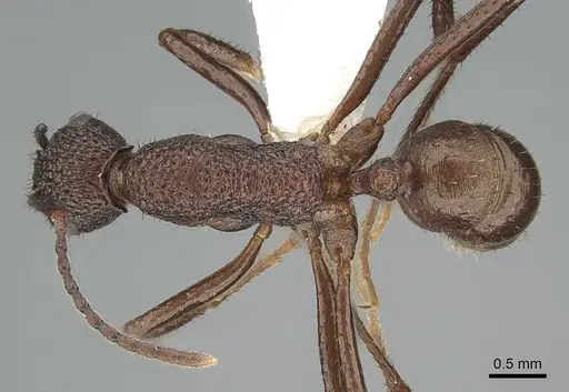 Rhytidoponera foreli specimen CASENT0281256 image casent0281256_1