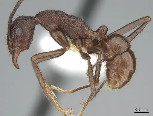 Rhytidoponera foreli specimen CASENT0281256 image casent0281256_3