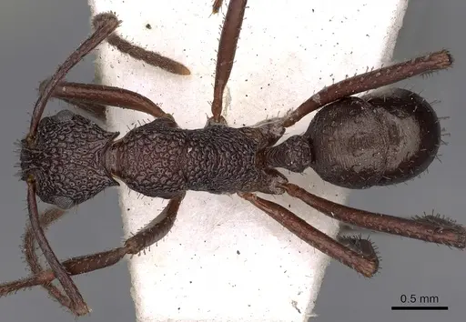 Rhytidoponera foreli specimen CASENT0900532 image casent0900532_1