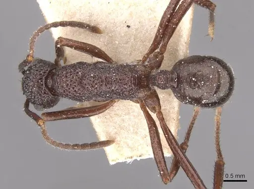 Rhytidoponera foreli specimen CASENT0915137 image casent0915137_1
