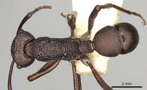 Rhytidoponera foveolata specimen CASENT0281824 image casent0281824_1
