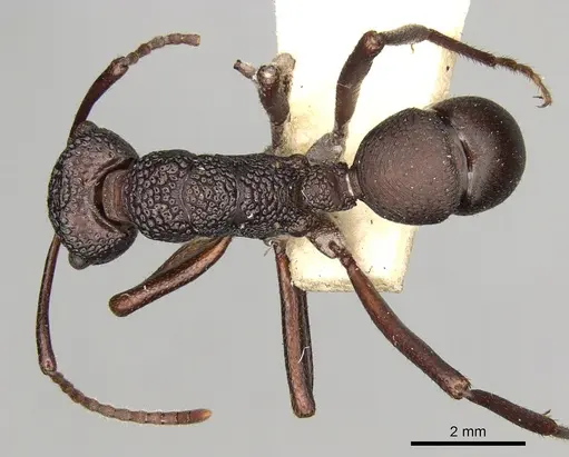 Rhytidoponera foveolata specimen CASENT0281824 image casent0281824_2