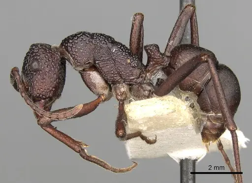 Rhytidoponera foveolata specimen CASENT0281824 image casent0281824_4