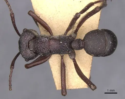 Rhytidoponera foveolata specimen CASENT0915136 image casent0915136_1