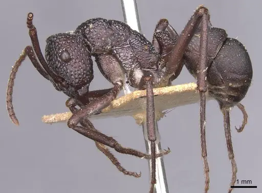 Rhytidoponera foveolata specimen CASENT0915136 image casent0915136_3