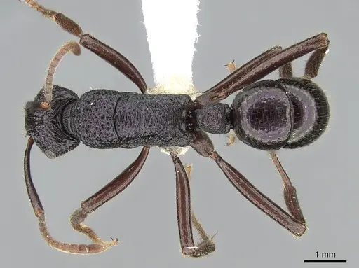 Rhytidoponera fulgens specimen CASENT0281309 image casent0281309_1