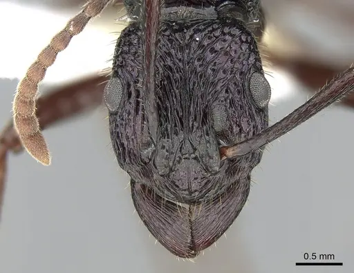 Rhytidoponera fulgens specimen CASENT0281309 image casent0281309_2