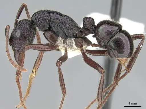 Rhytidoponera fulgens specimen CASENT0281309 image casent0281309_3