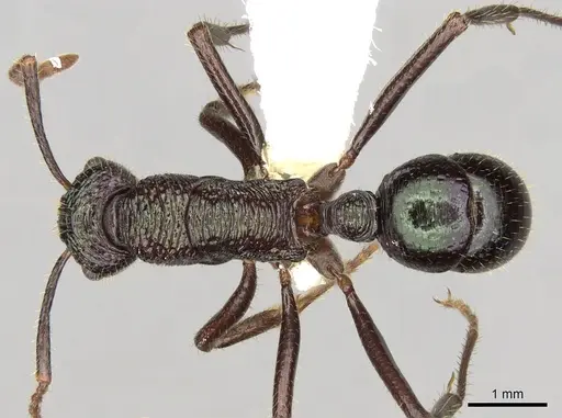 Rhytidoponera fulgens specimen CASENT0281830 image casent0281830_1