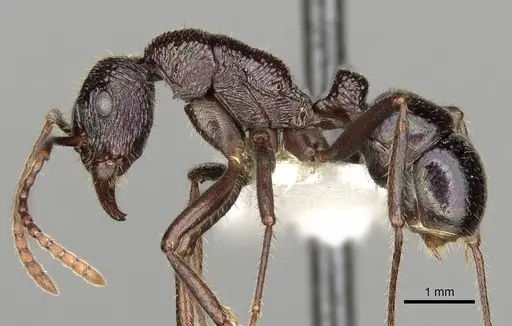 Rhytidoponera fulgens specimen CASENT0281830 image casent0281830_3