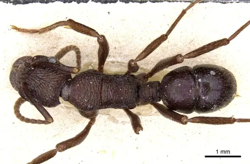 Rhytidoponera fulgens specimen CASENT0903821 image casent0903821_1