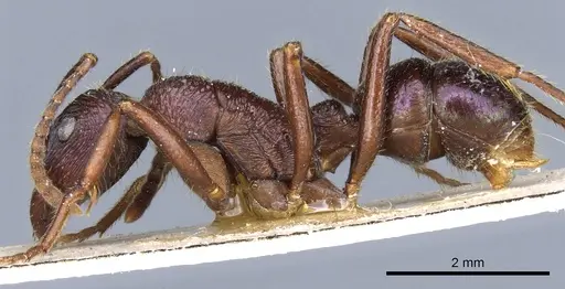 Rhytidoponera fulgens specimen CASENT0903821 image casent0903821_3