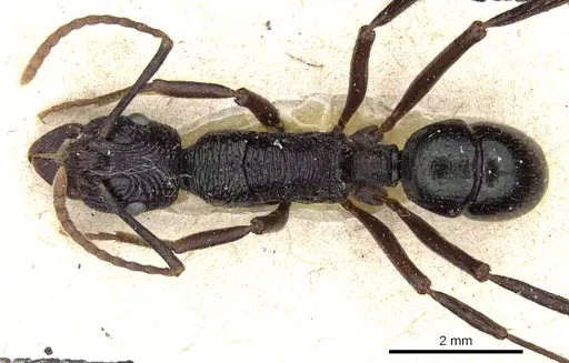 Rhytidoponera fulgens specimen CASENT0903824 image casent0903824_1